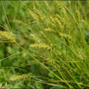 Image of Carex neurocarpa Maxim.