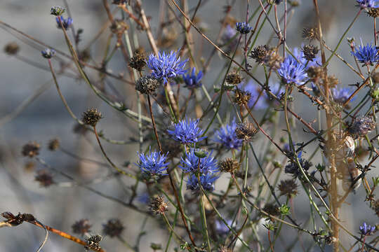 Image of Jasione heldreichii Boiss. & Orph.