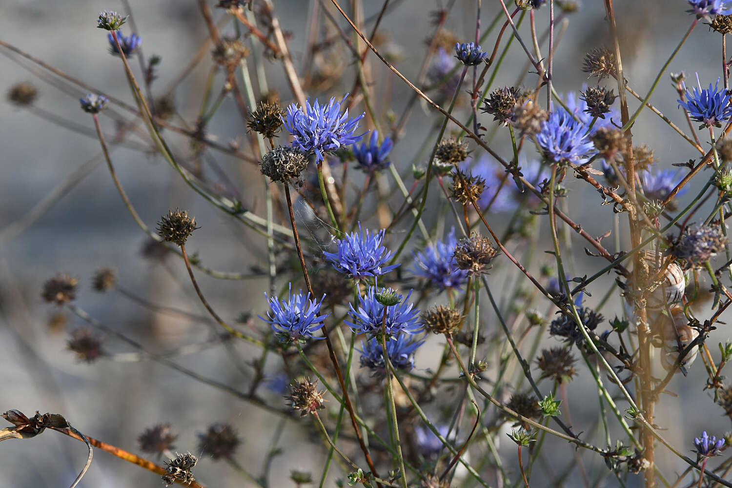 Image of Jasione heldreichii Boiss. & Orph.