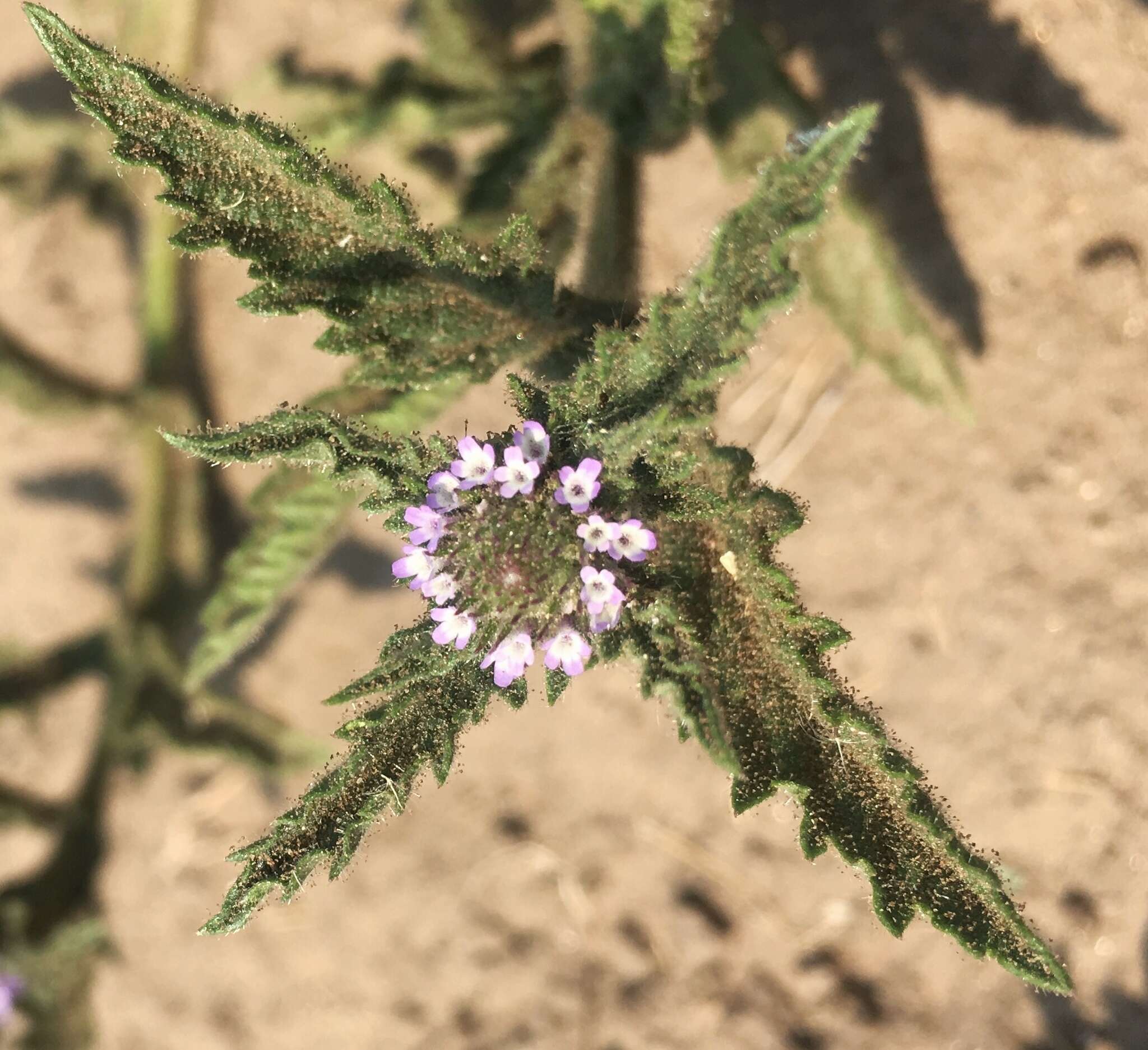 Image of Verbena hispida Ruiz & Pav.