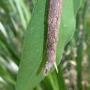 Image of Anchiale austrotessulata Brock & Hasenpusch 2007