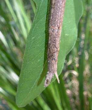 Image of Anchiale austrotessulata Brock & Hasenpusch 2007