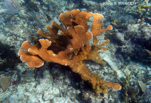 Image of Elkhorn Coral