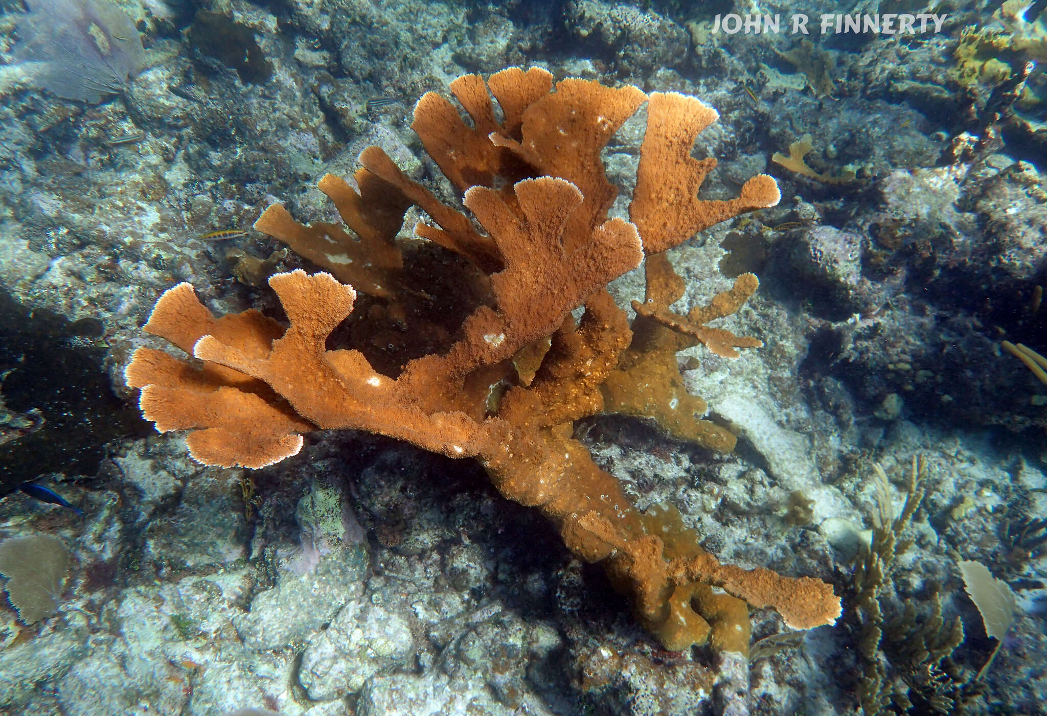 Acropora palmata (Lamarck 1816) resmi