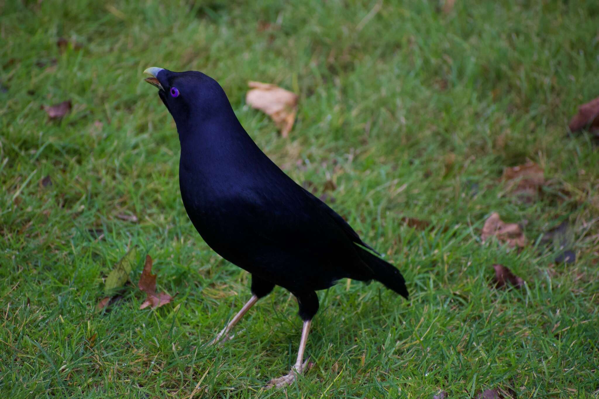 Image of Ptilonorhynchus violaceus violaceus (Vieillot 1816)