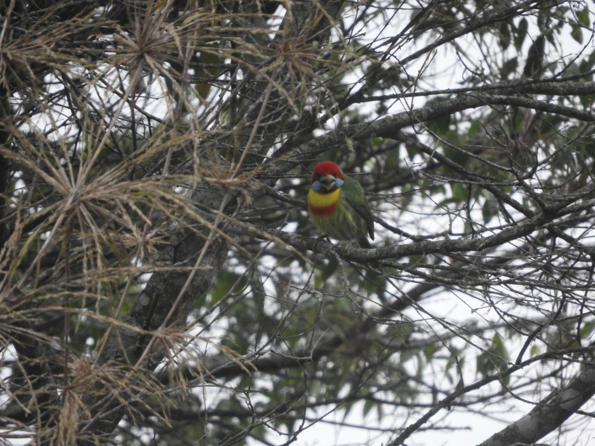 Image of Blue-moustached Barbet