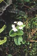 Imagem de Ourisia macrophylla subsp. macrophylla