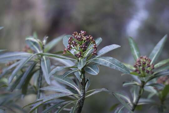 Image of Canary Spurge