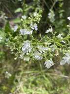 Image of Teucrium corymbosum R. Br.