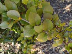 Image of Notanthera heterophyllus G. Don