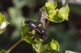 Image of Andrena pilipes Fabricius 1781