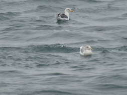 Image of Larus occidentalis occidentalis Audubon 1839