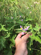 Imagem de Solanum dimidiatum Rafin.