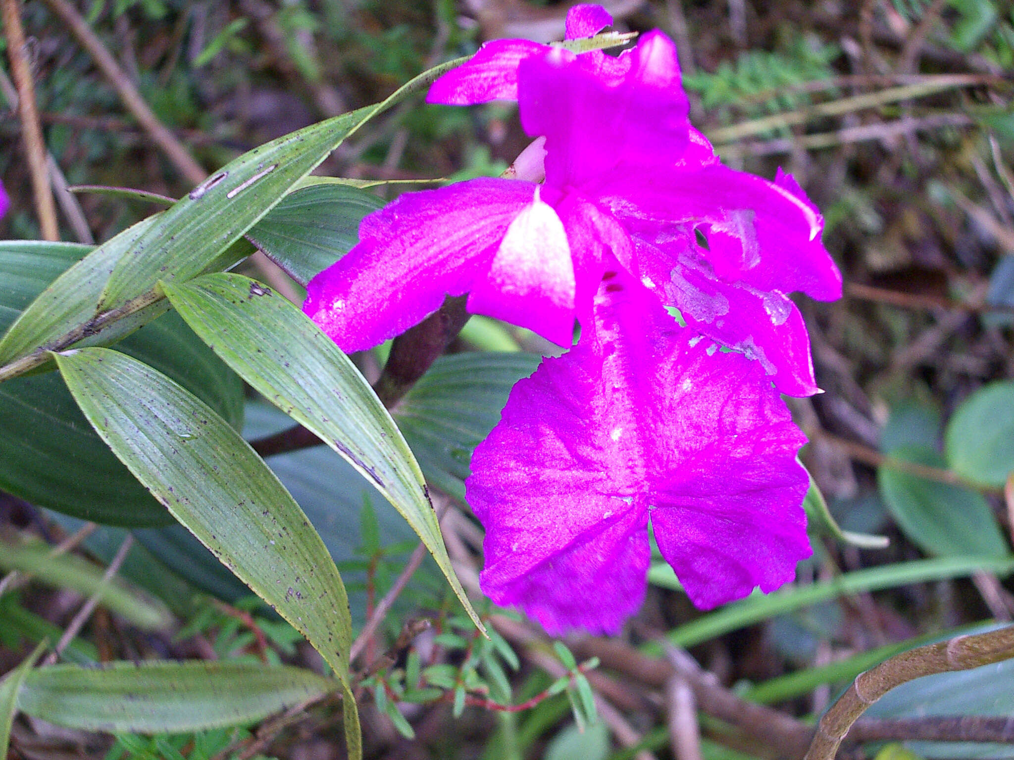 صورة Sobralia amabilis (Rchb. fil.) L. O. Williams