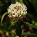 Слика од Trifolium argutum Sol.