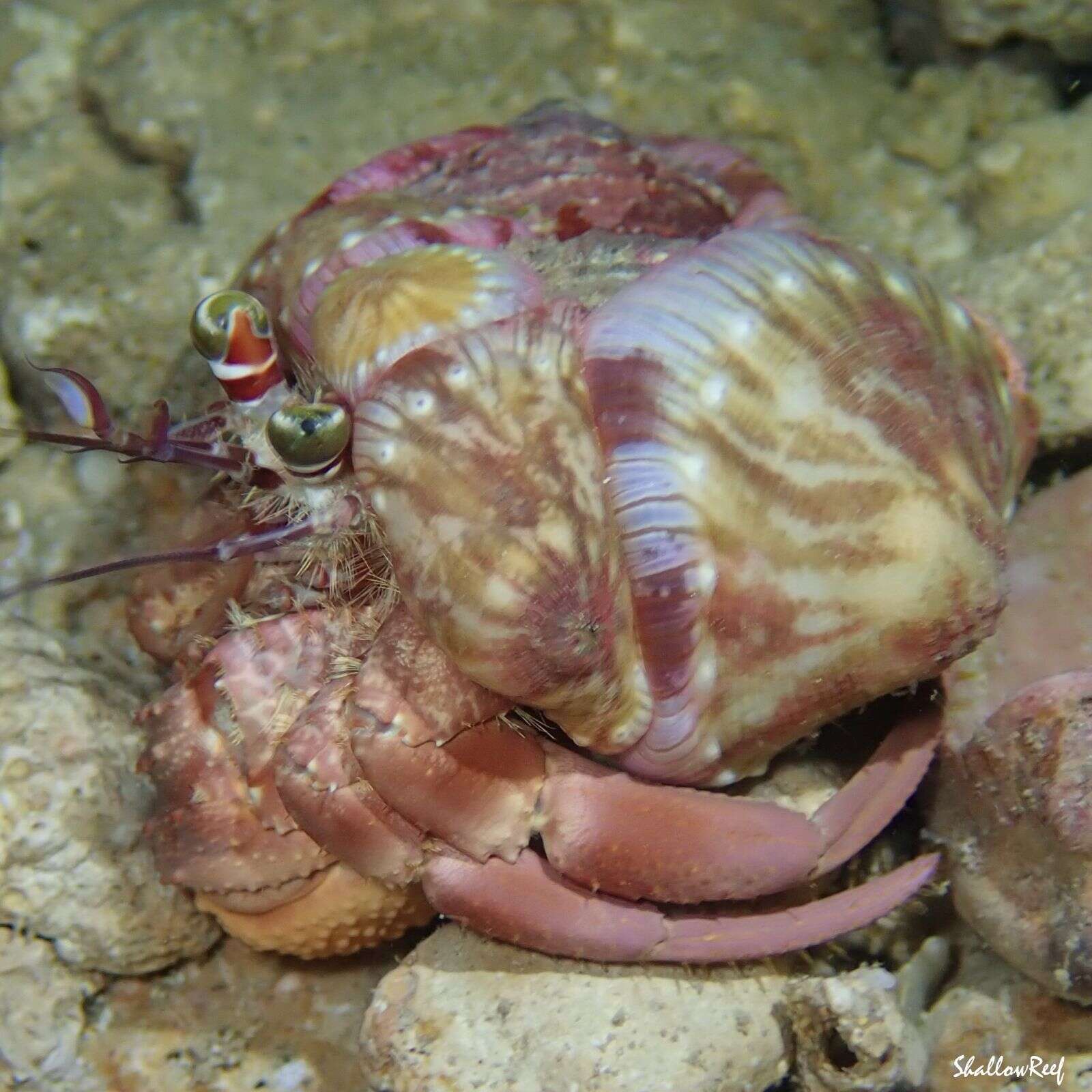 Image of jeweled anemone hermit