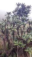 Image of Rhododendron arboreum subsp. zeylanicum (Booth) Tagg