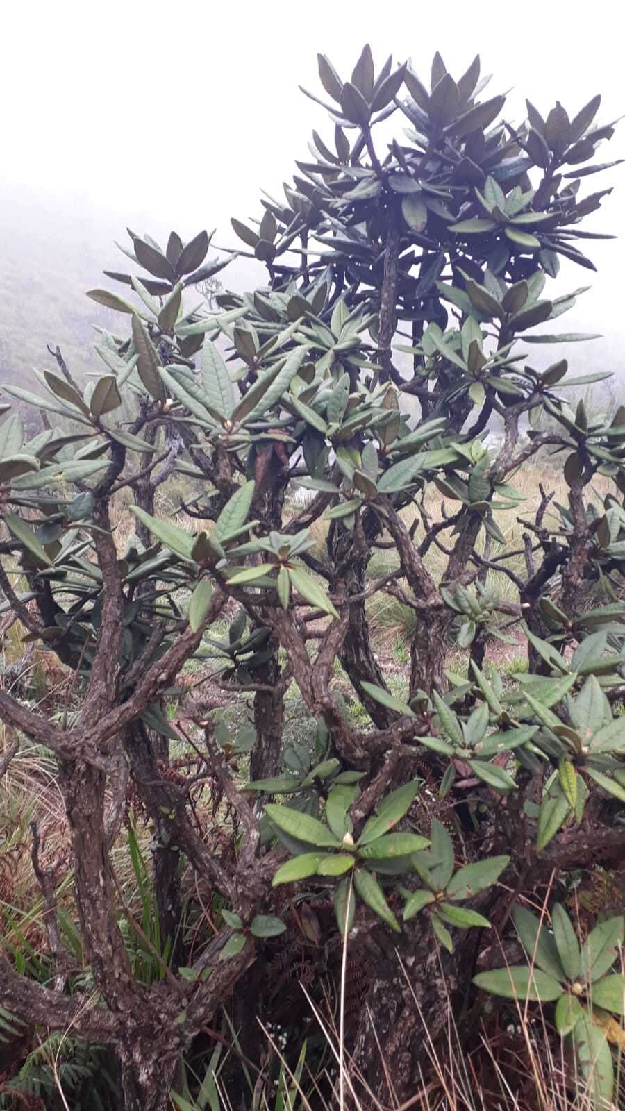 Image of Rhododendron arboreum subsp. zeylanicum (Booth) Tagg