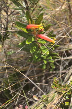 Imagem de Siphocampylus columnae (L. fil.) G. Don