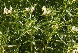 Image of Solanum tripartitum Dun.