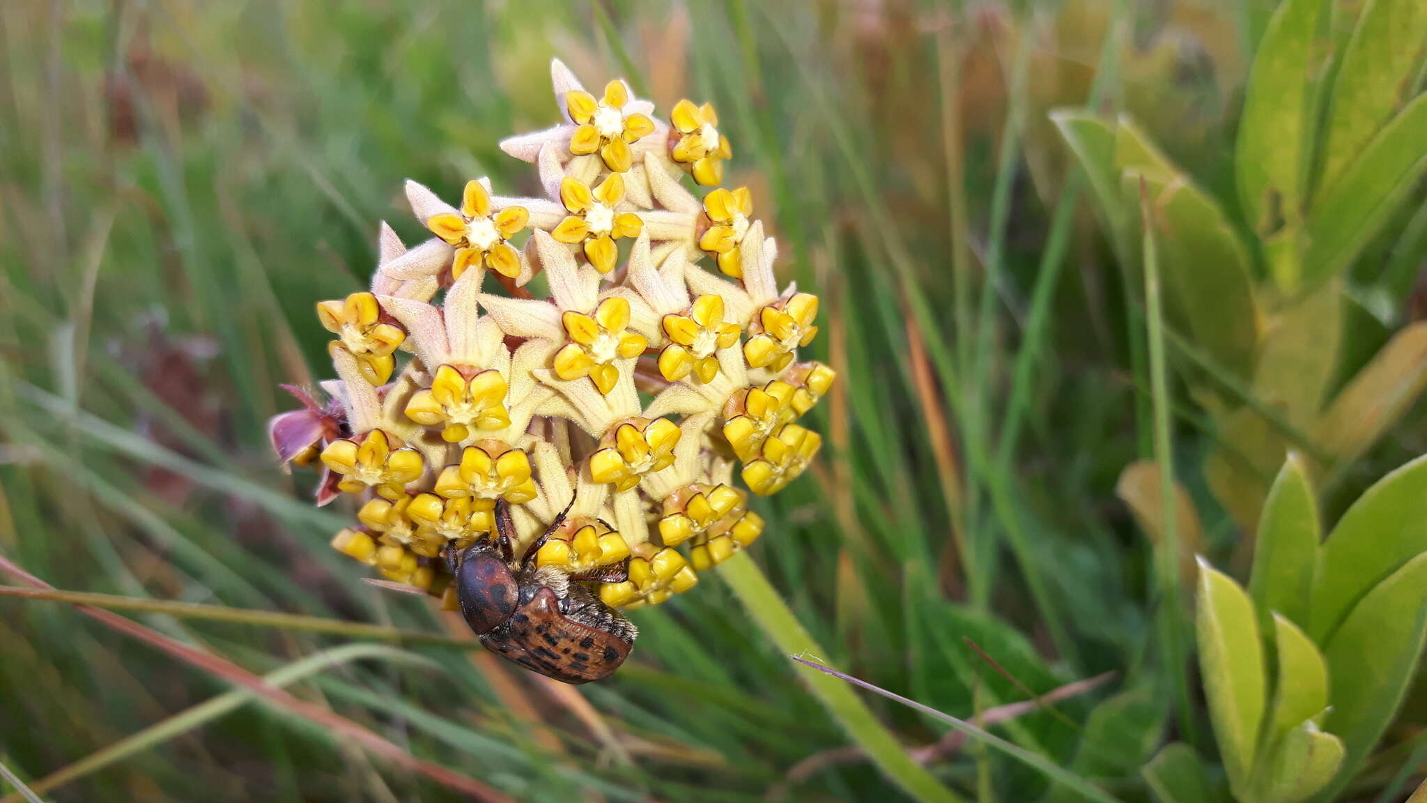 صورة Asclepias vicaria N. E. Br.