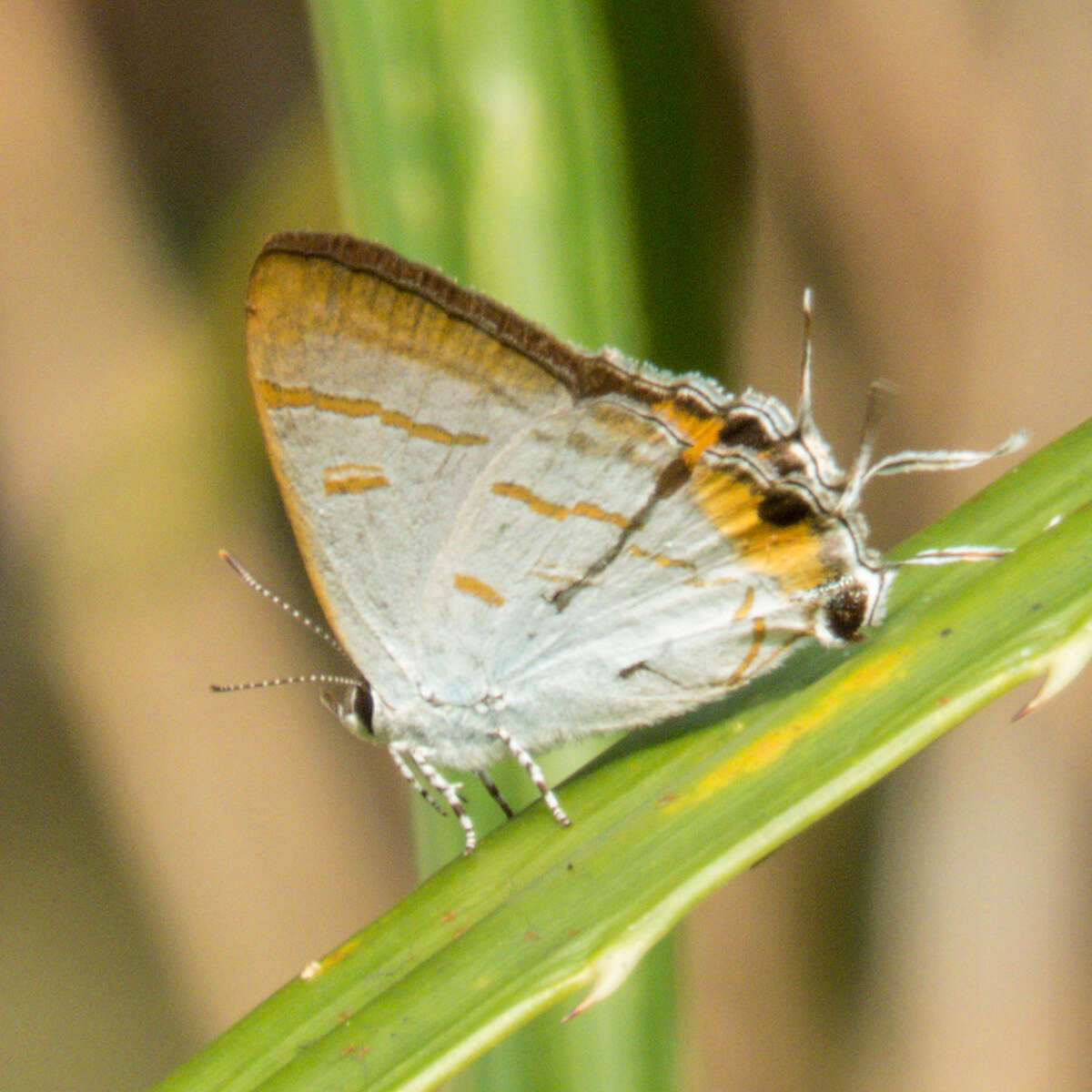 Слика од Hypolycaena thecloides (Felder 1860)