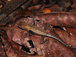 Image of Western Leaf Lizard
