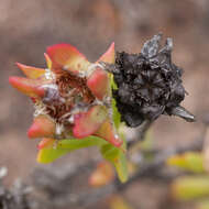 Image of Erepsia steytlerae L. Bol.