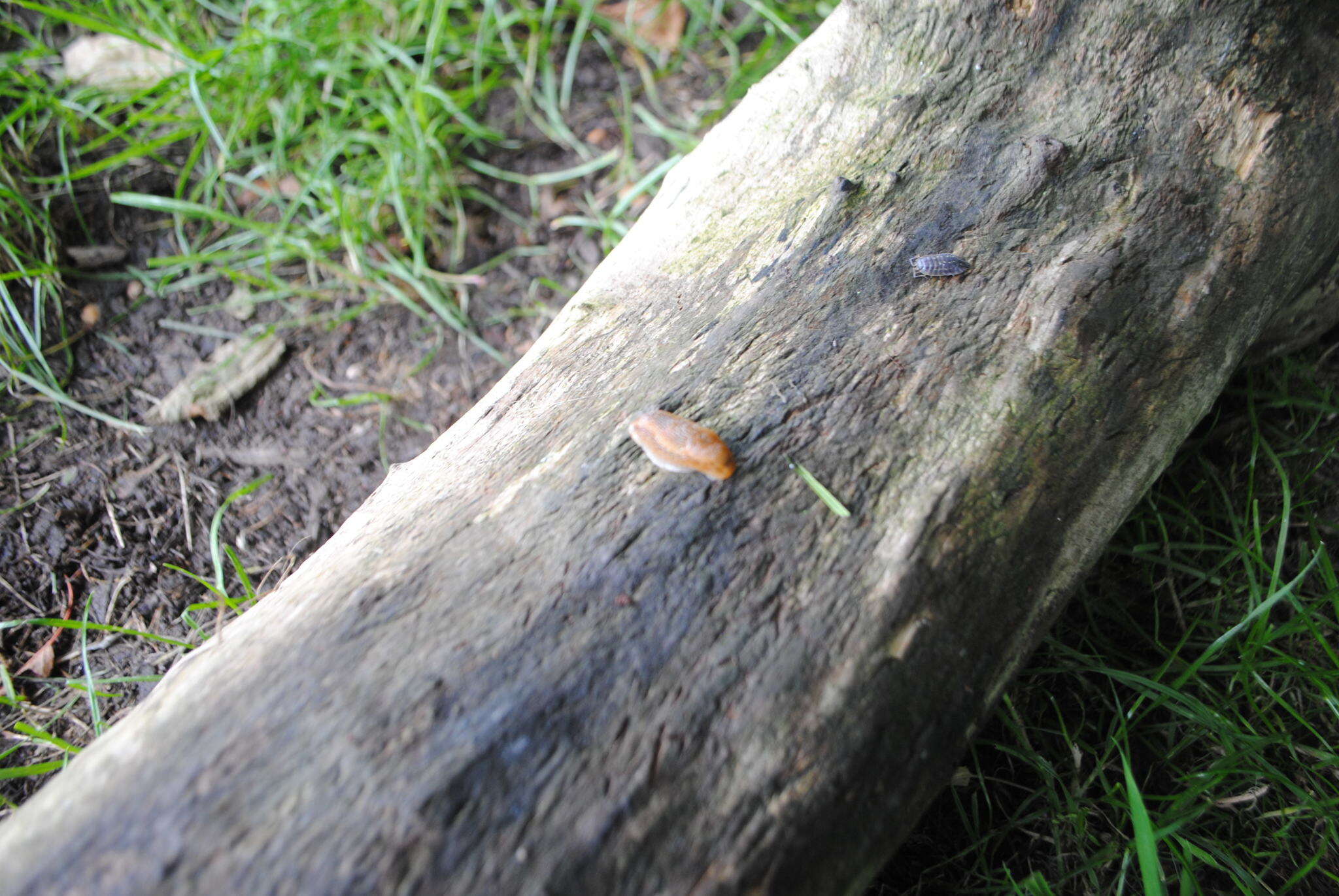 Image of Dusky Slug