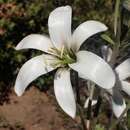 Image of Washington lily