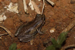 Image of Desert Tree Frog