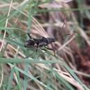 Image of Metochus villosulus (Breddin & G. 1906)