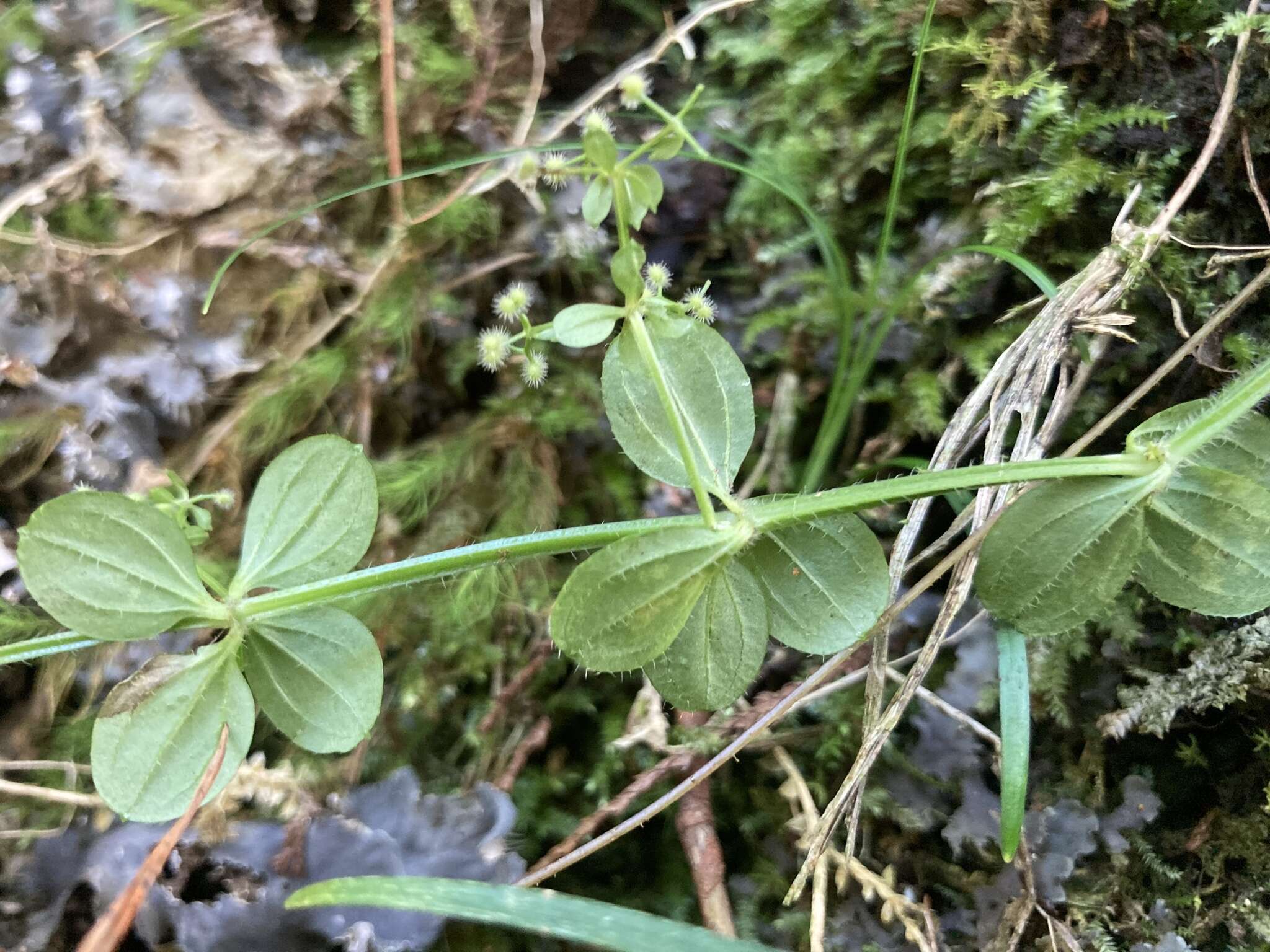 Plancia ëd Galium formosense Ohwi