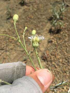 Image of cliff desertdandelion