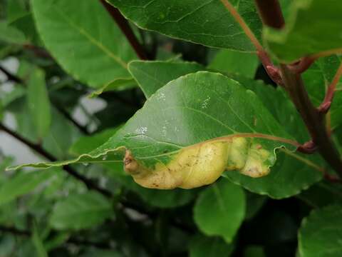 Image of Lauritrioza