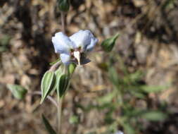 Image of Late weed