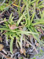 Image of Cephalophyllum parviflorum L. Bol.