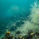 Image of King's Black Coral