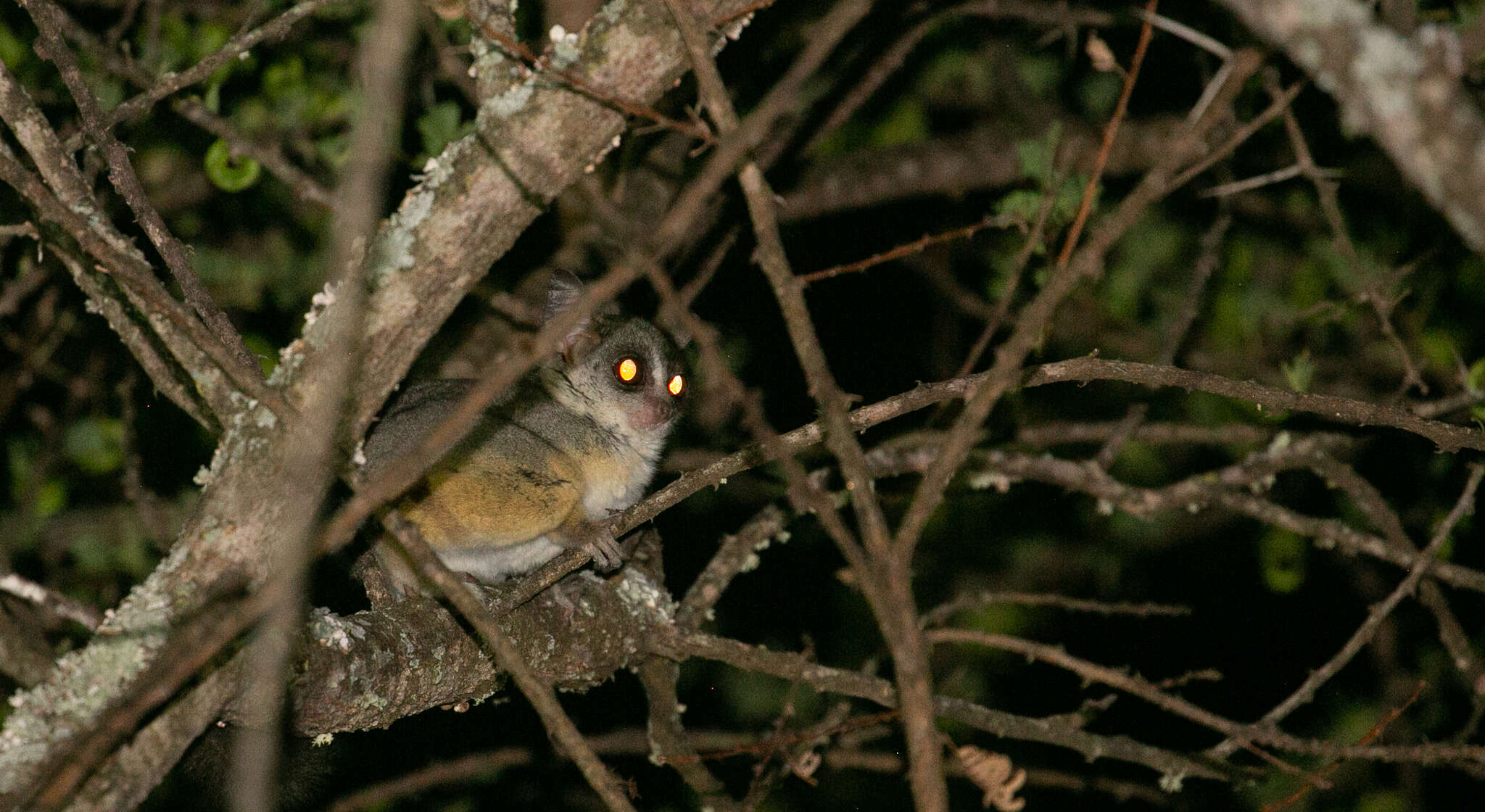 Image of Galago senegalensis braccatus Elliot 1907