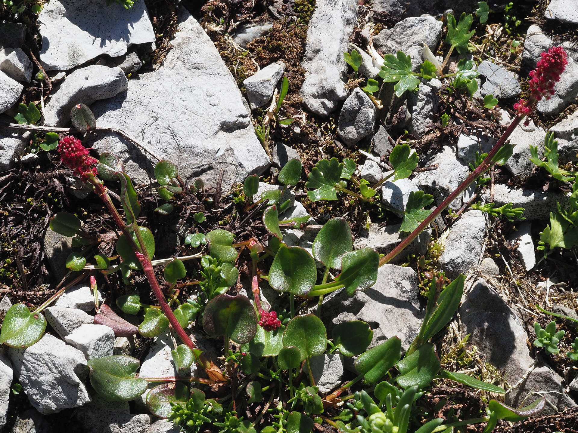 Image of Rumex nivalis Hegetschw.