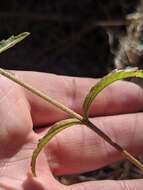 Imagem de Eupatorium petaloideum Britt.