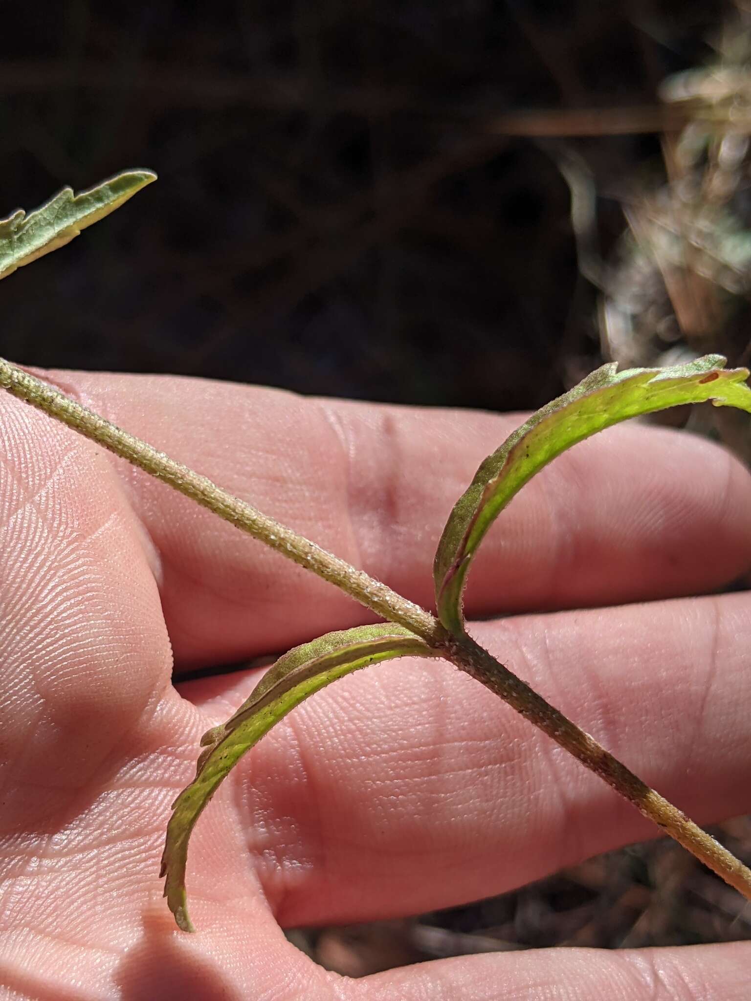 Image of Eupatorium petaloideum Britt.