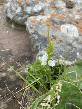 Sivun Isoglossa ovata (Nees) G. Lindau kuva