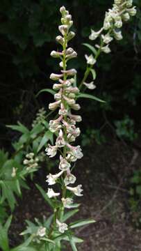 Image of California larkspur