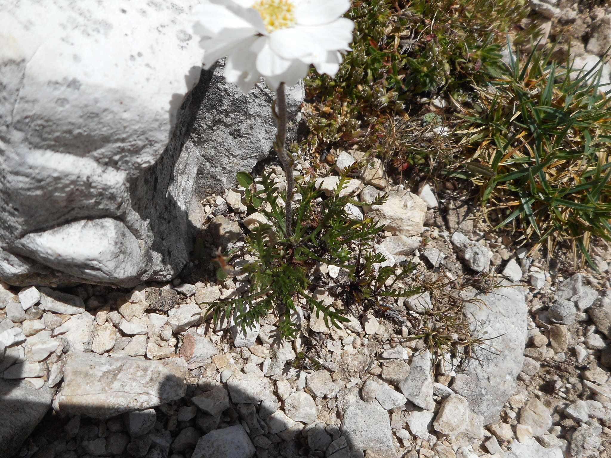 Слика од Achillea oxyloba (DC.) Sch. Bip.