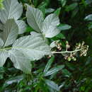 Image of Rubus armipotens Barton ex A. Newton