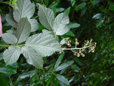 Sivun Rubus armipotens Barton ex A. Newton kuva