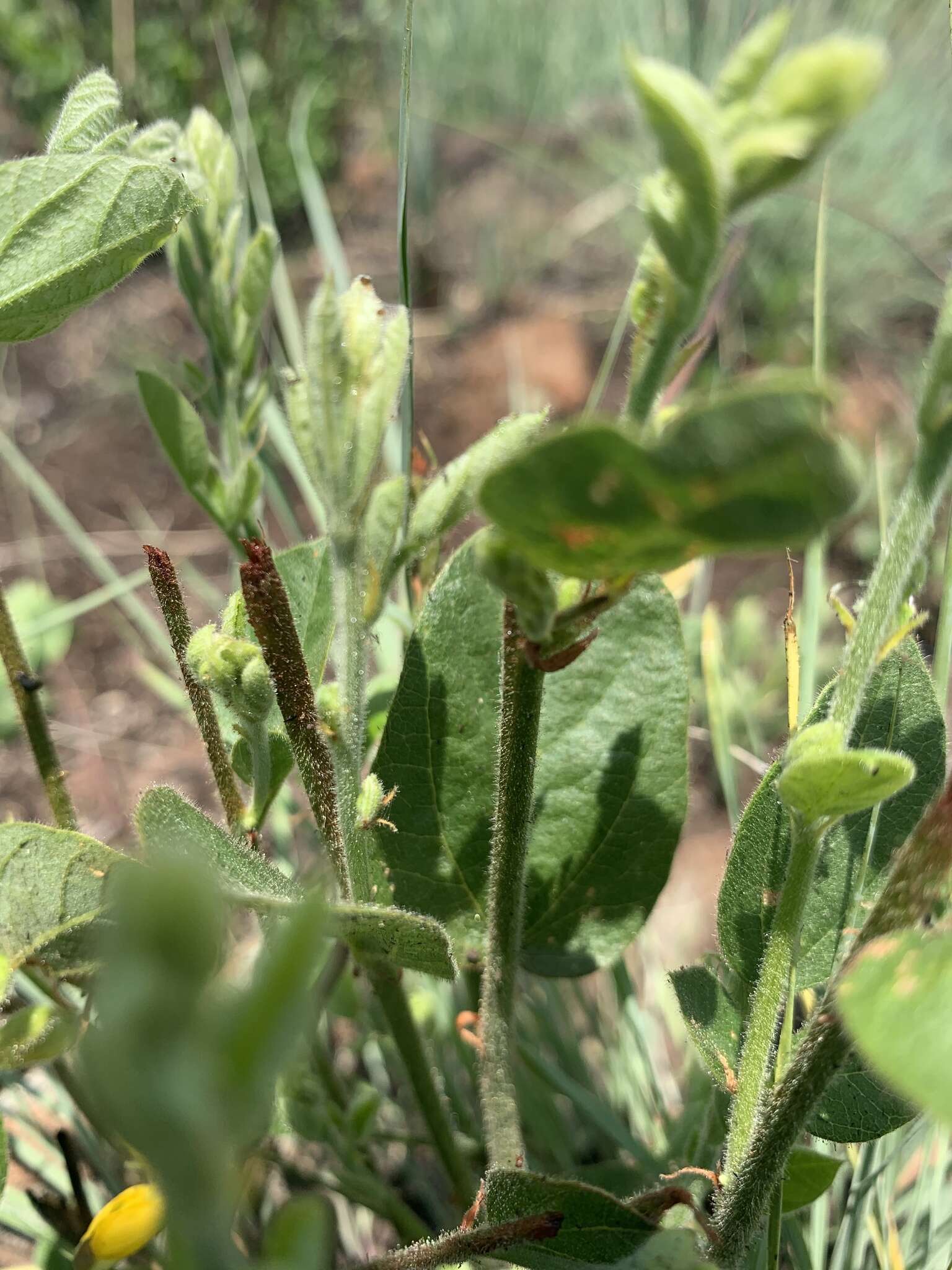 Image of Jatropha latifolia var. angustata Prain