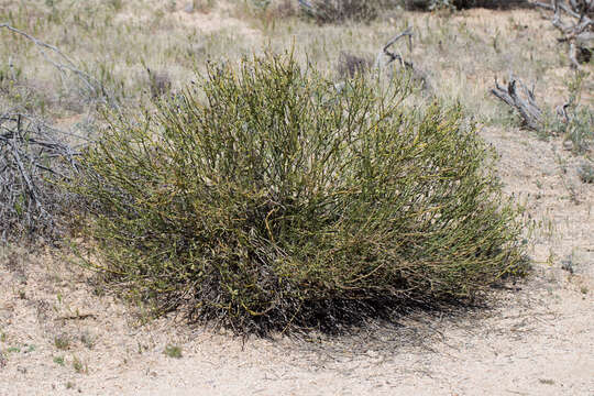 Image of turpentinebroom