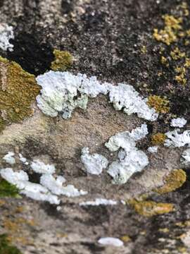 Image of diploicia lichen